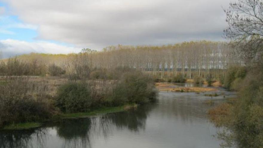 El río Eria a su paso por Santa María de la Vega ayer. Las choperas, al fondo.