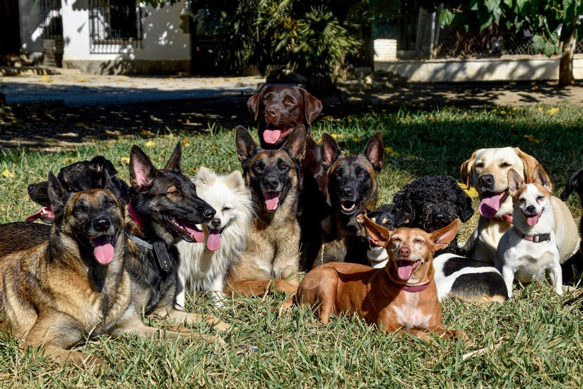 Perrros de distintas razas en un centro de educacion canino.