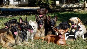 Perrros de distintas razas en un centro de educacion canino.