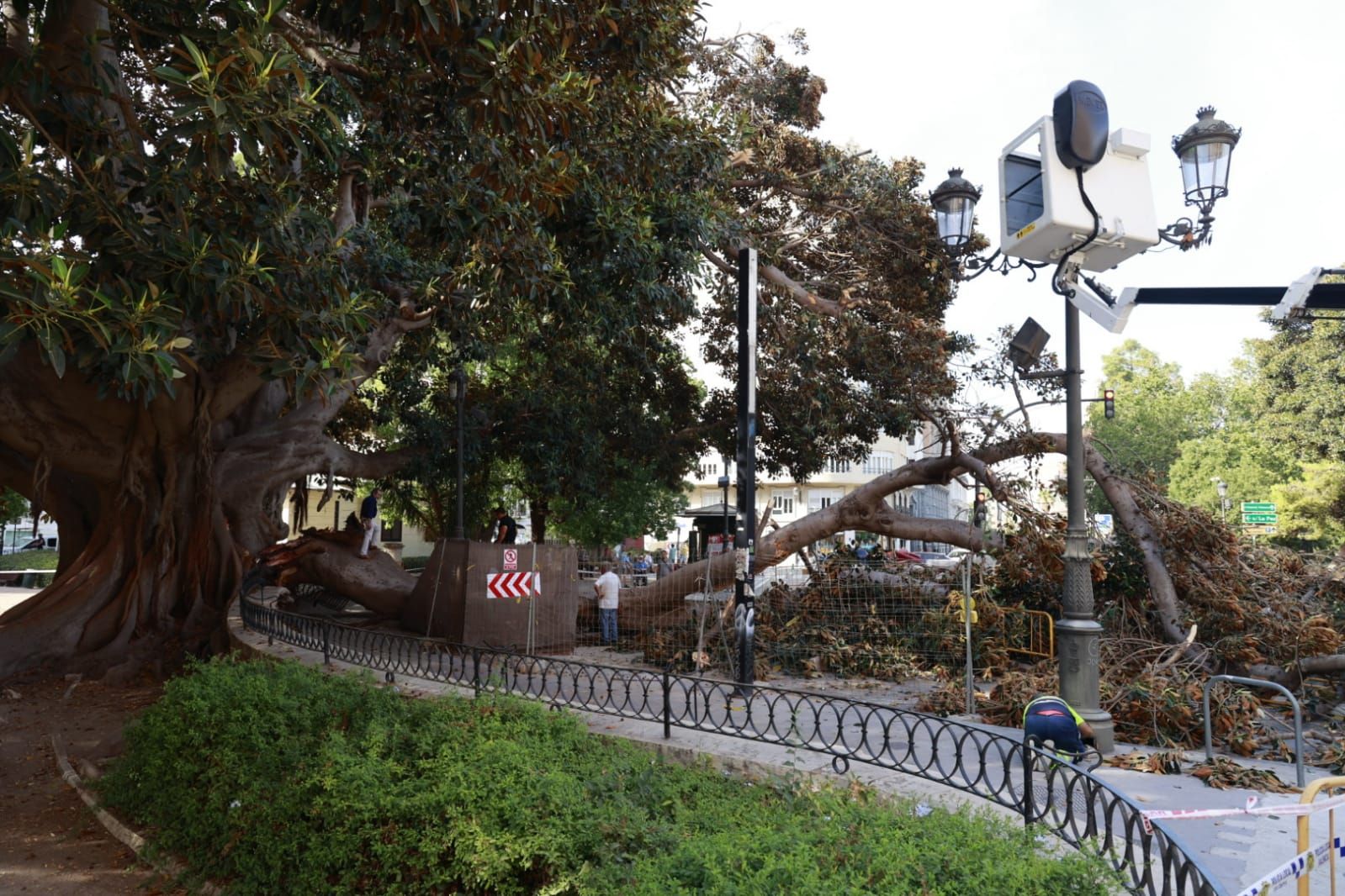 Se desploma parte de uno de los ficus centenarios del Parterre