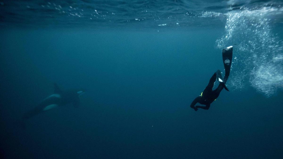 El cinco veces campeón mundial de apnea Arthur Guerin-Boeri nada junto a una orca (ballenas asesinas) en el Océano Ártico en la isla de Spildra