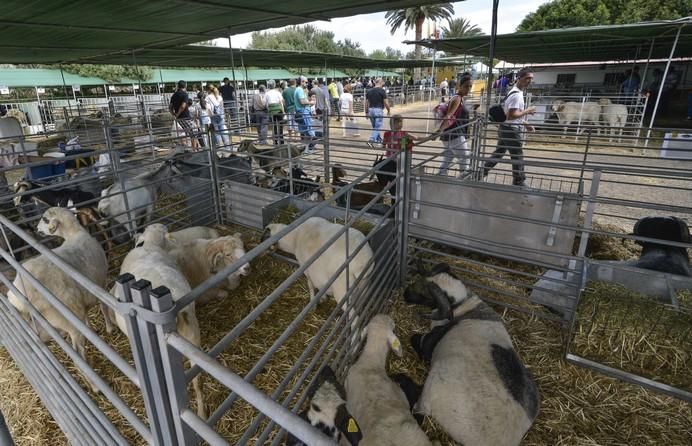 ARUCAS GRAN CANARIA A 27/05/2017. Feria de Ganado en la Granja del Cabildo de Gran Canaria. FOTO: J.PÉREZ CURBELO