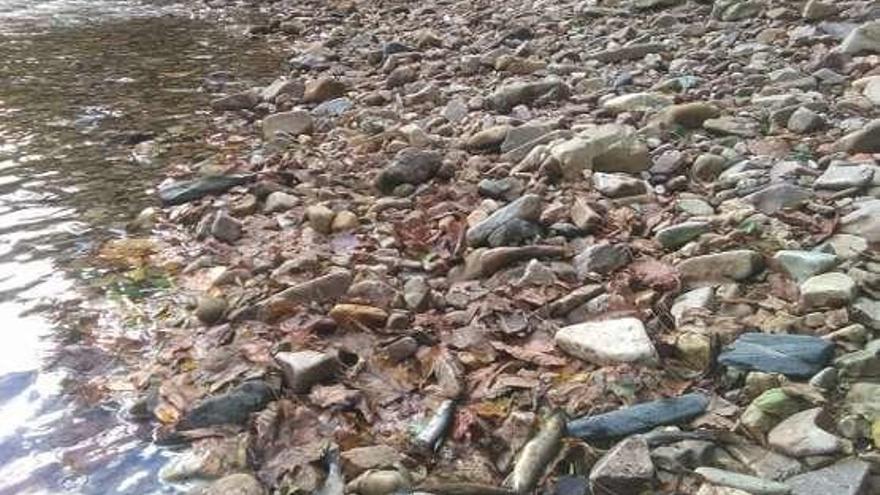 En primer término, truchas en un tramo del río Negro.