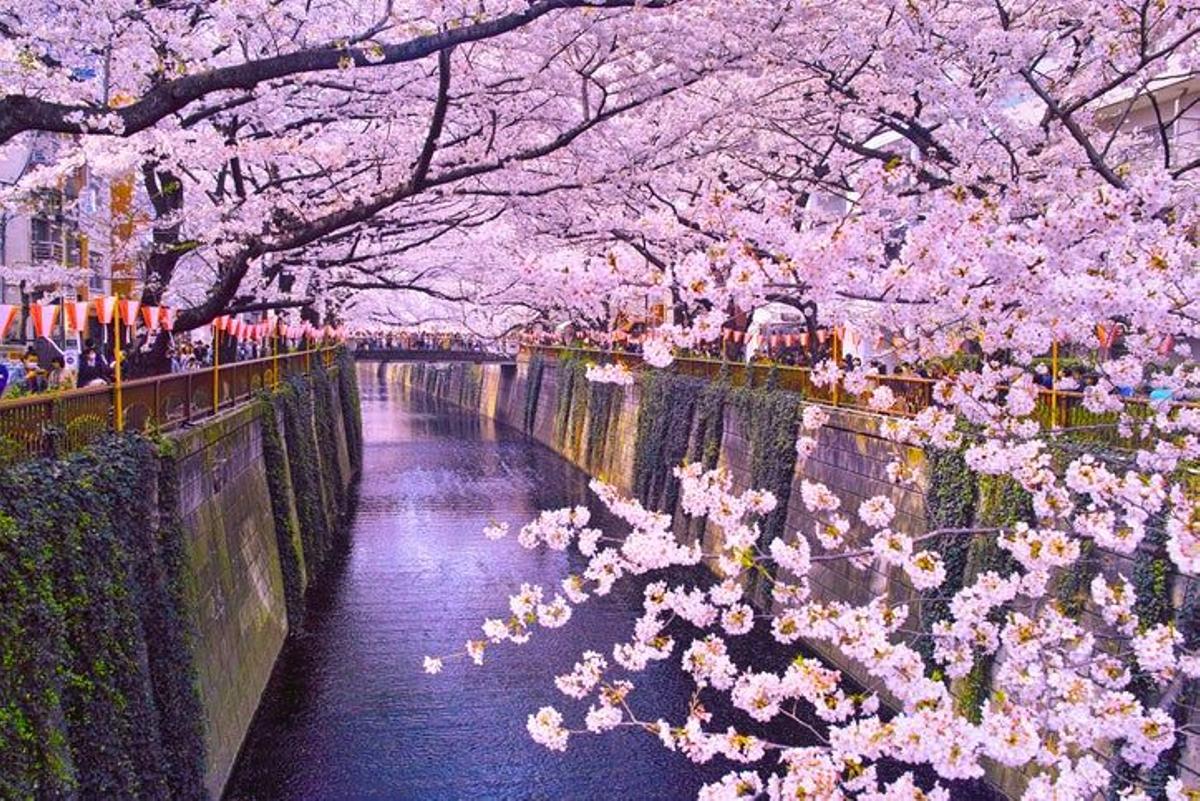 Dónde encontrar los cerezos en flor más bonitos en Japón - Viajar