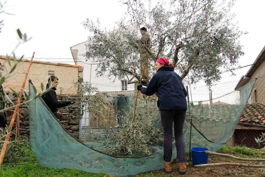 Recogida de aceituna en Fermoselle