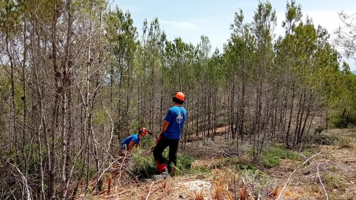 Finalizan las actuaciones de prevención de incendios forestales en el entorno de Sant Esteve