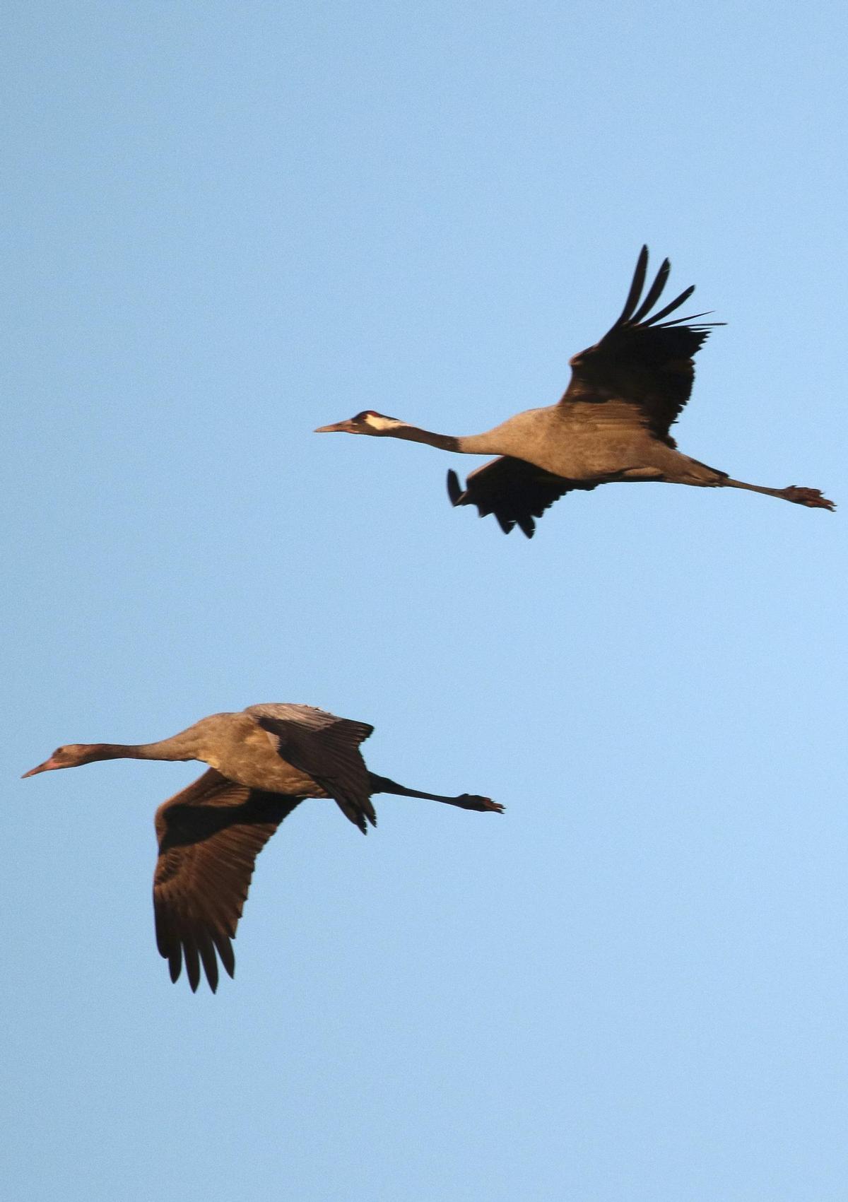 Dues grues, en ple vol