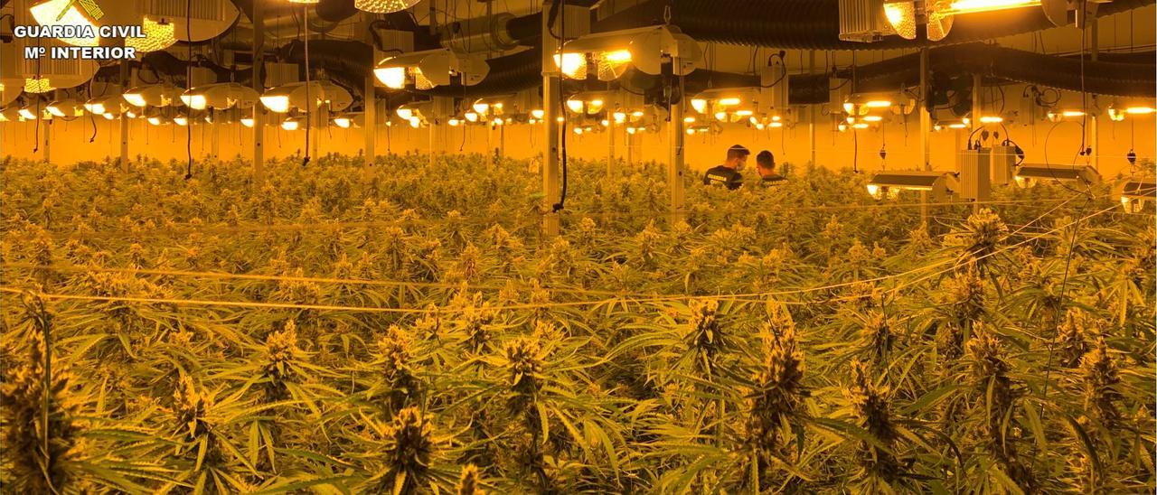 Seis detenidos con casi 5.000 plantas de marihuana en una nave de Sax