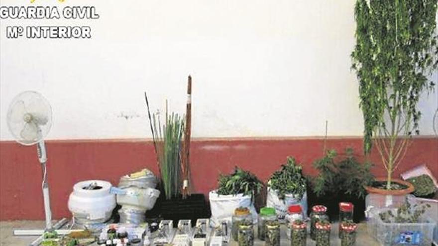 Detenido por cultivar 54 plantas de marihuana en su vivienda de Onda