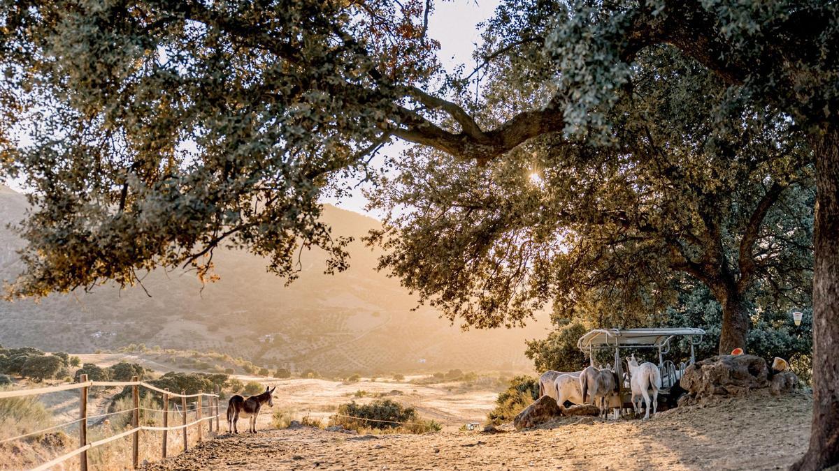 La Finca La donaria ocupa 700 hectáreas de la Serranía de Ronda.