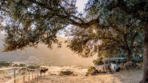 La Finca La donaria ocupa 700 hectáreas de la Serranía de Ronda.