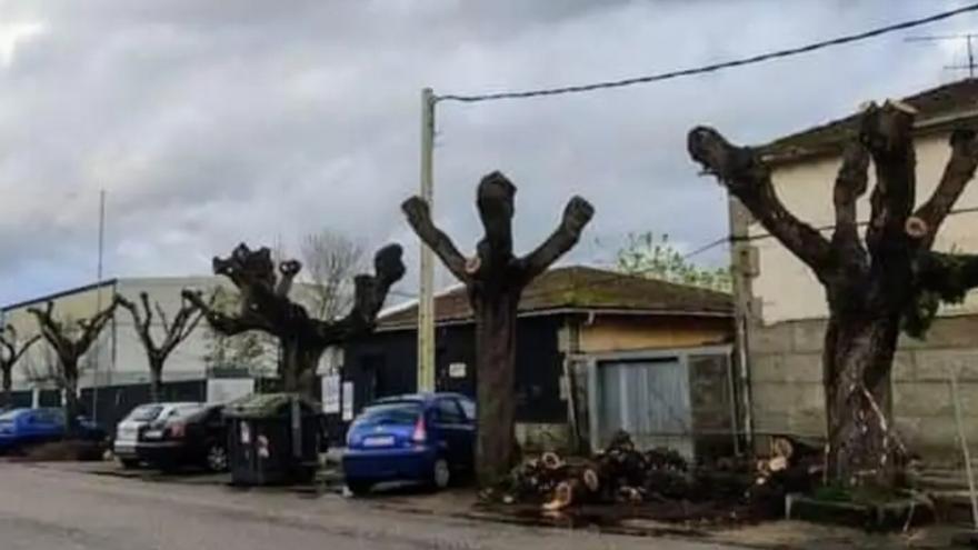 Una poda en la Avenida de Mendiño vuelve a enfrentar al gobierno redondelano