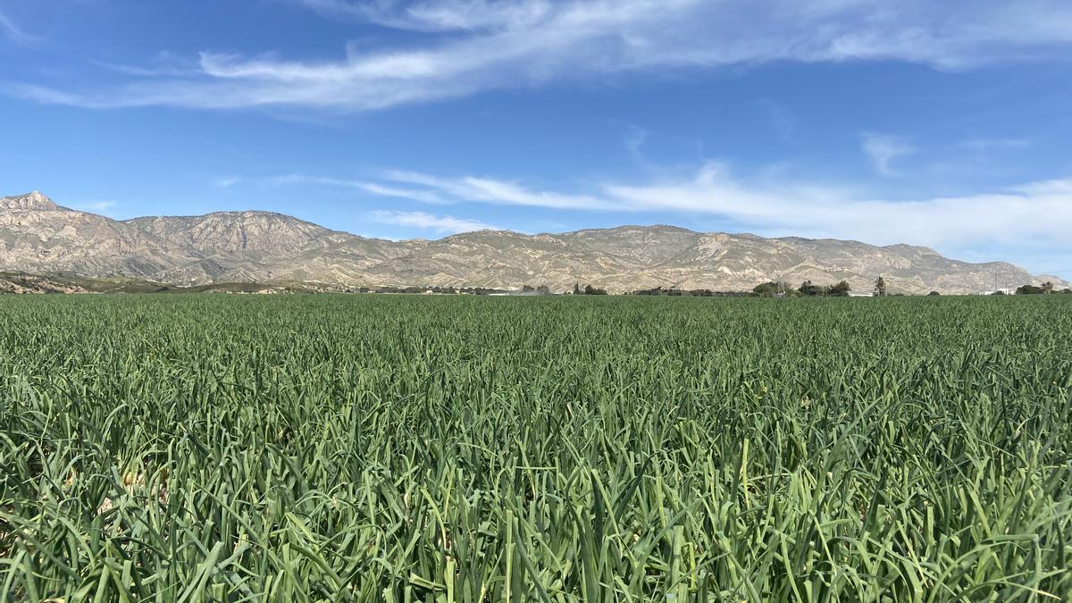 El cultivo de frutas y verduras, así como su comercialización, es la base económica del municipio