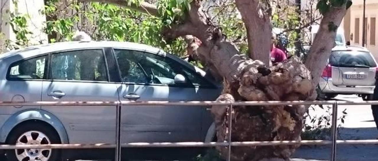 Cae una rama de un árbol sobre un coche por el viento