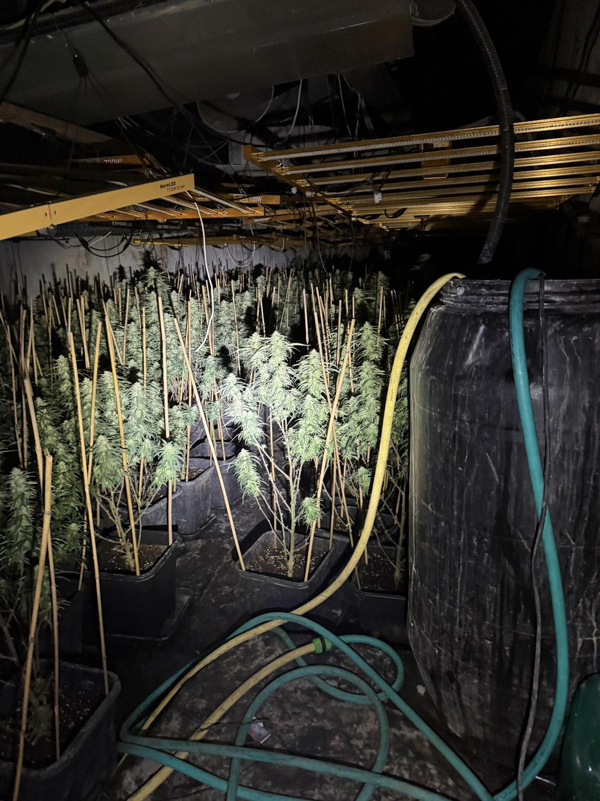 Vista de la plantación.