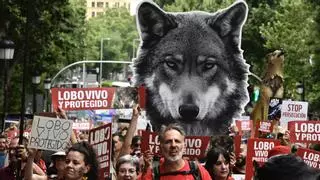 Una manifestación por el "lobo vivo y protegido" recorre el centro de Madrid: "Ni un tiro más, ni un lobo menos"