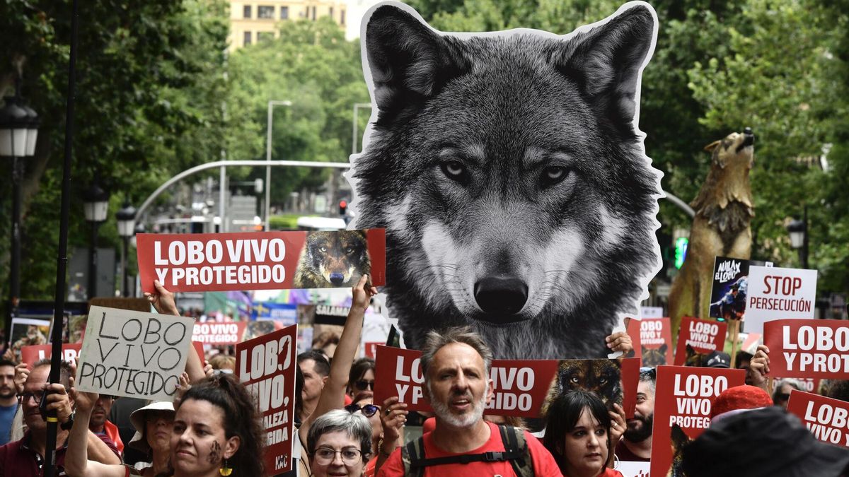 Manifestación en Madrid bajo el lema 'Lobo vivo y protegido'.