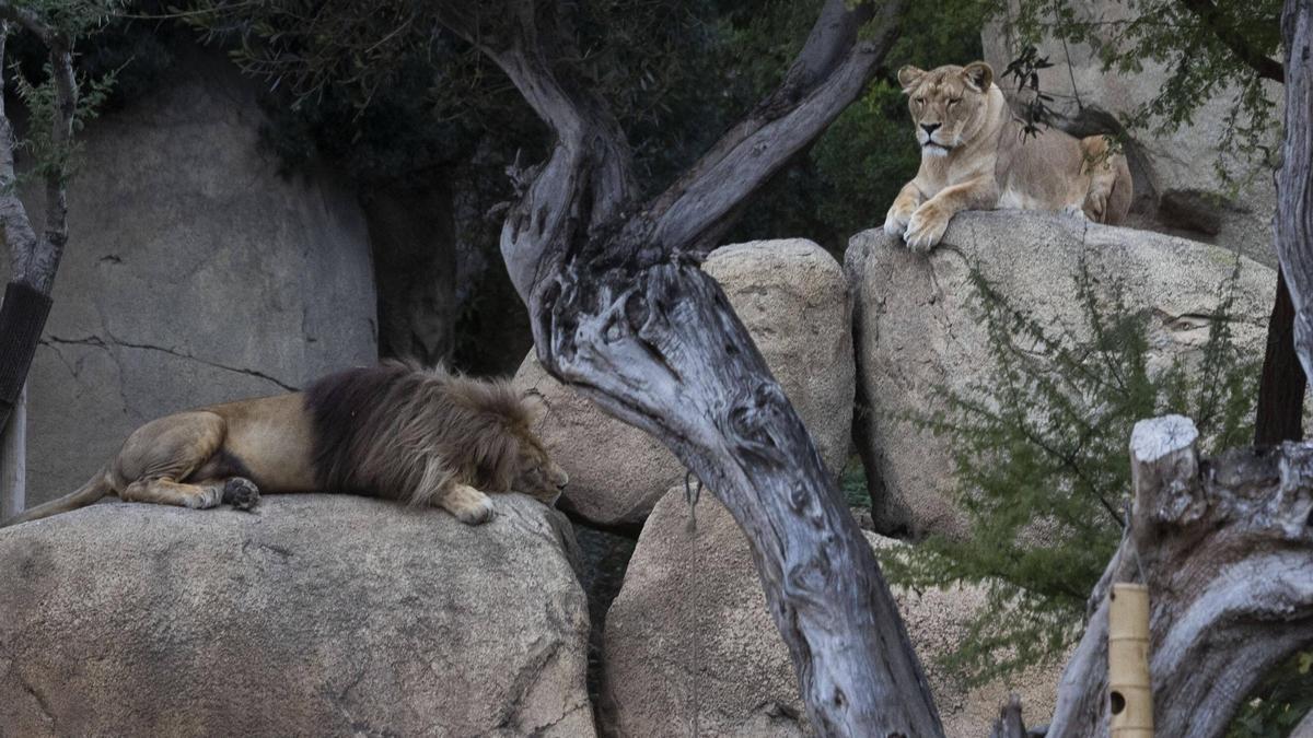 El nuevo proyecto del Bioparc: un parque temático de más de 60 millones de euros en Valencia.