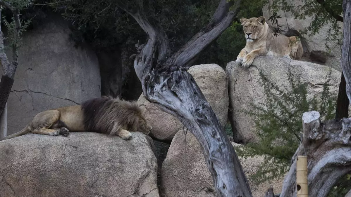 El nuevo proyecto del Bioparc: un parque temático de más de 60 millones de euros en Valencia