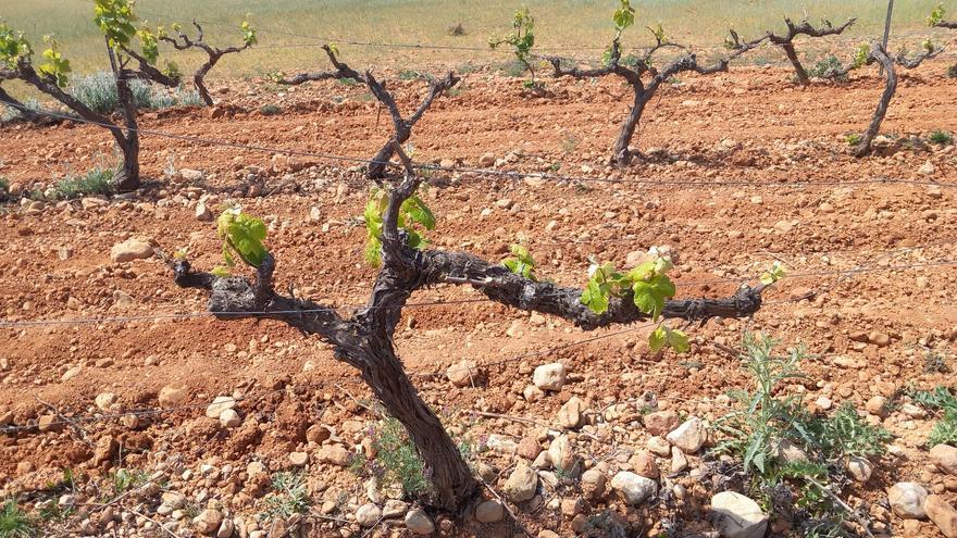 La Unió reclama a los ayuntamientos ayudas para productores de uvas y aceitunas por la sequía y Ucrania