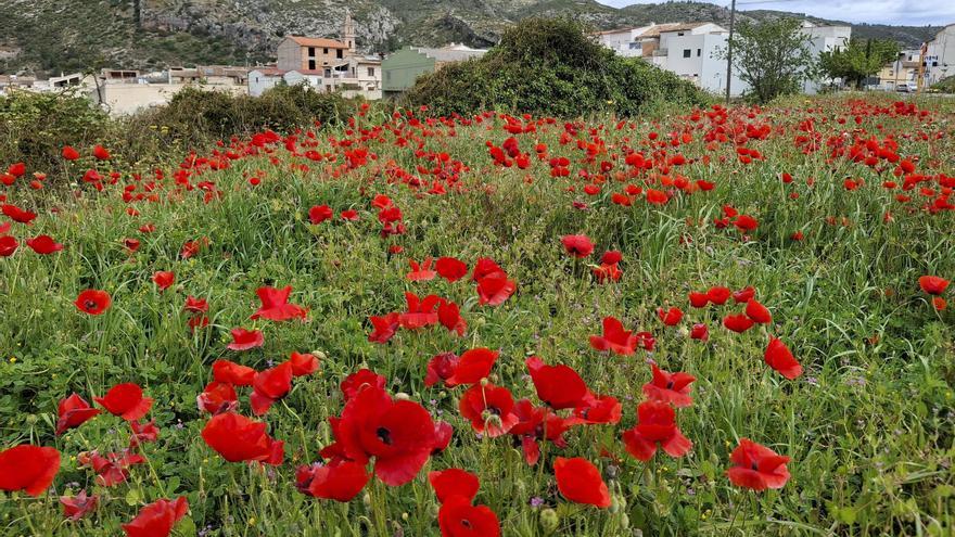 Riqueza botánica: brotan las amapolas en los campos de cerezos de la Vall de Gallinera y la Vall d&#039;Alcalà