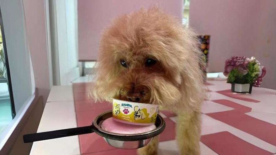 Un perro lame una tarrina de Zampa.