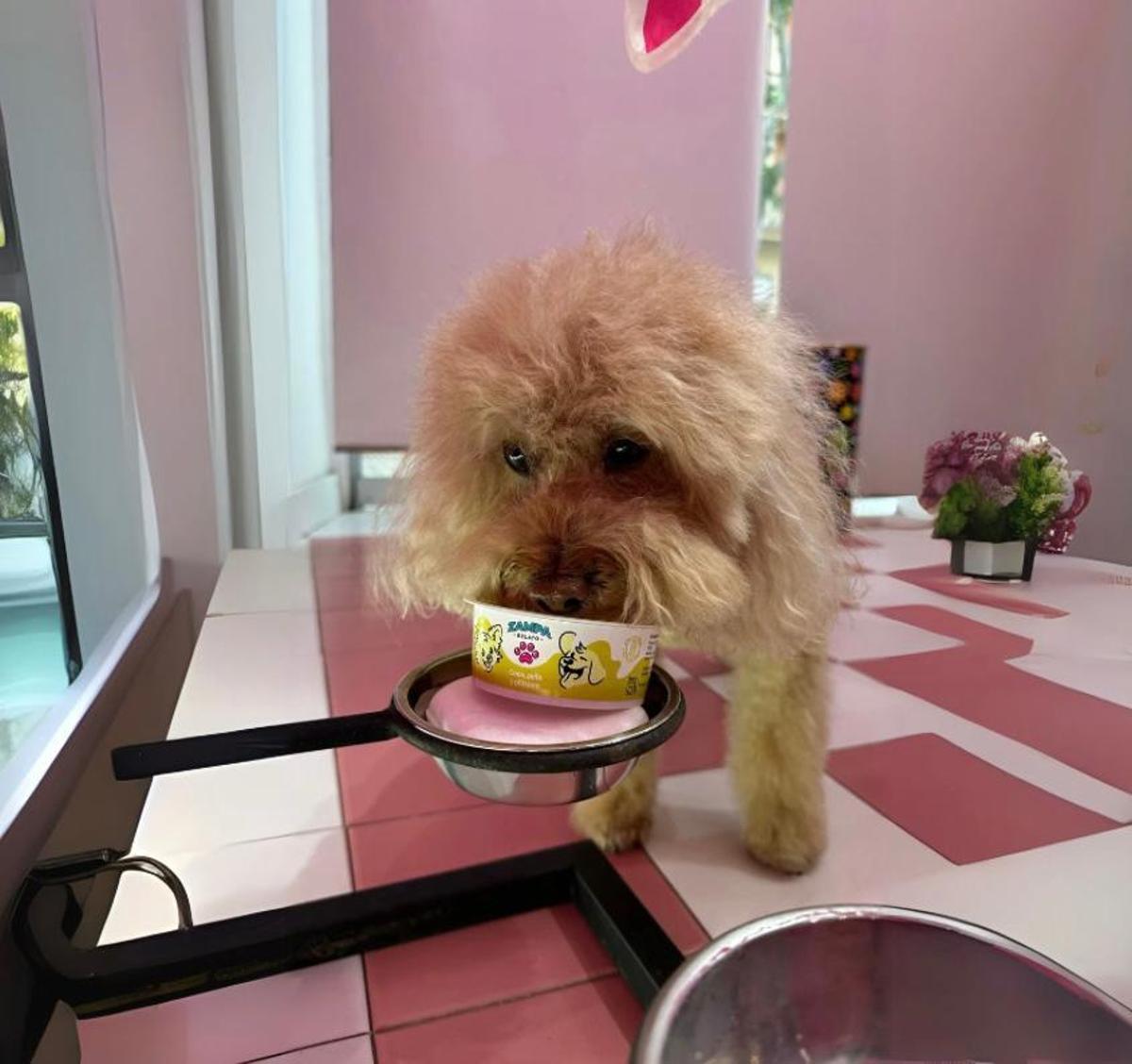 Un perro lame una tarrina de Zampa. Un perro lame una tarrina de Zampa.