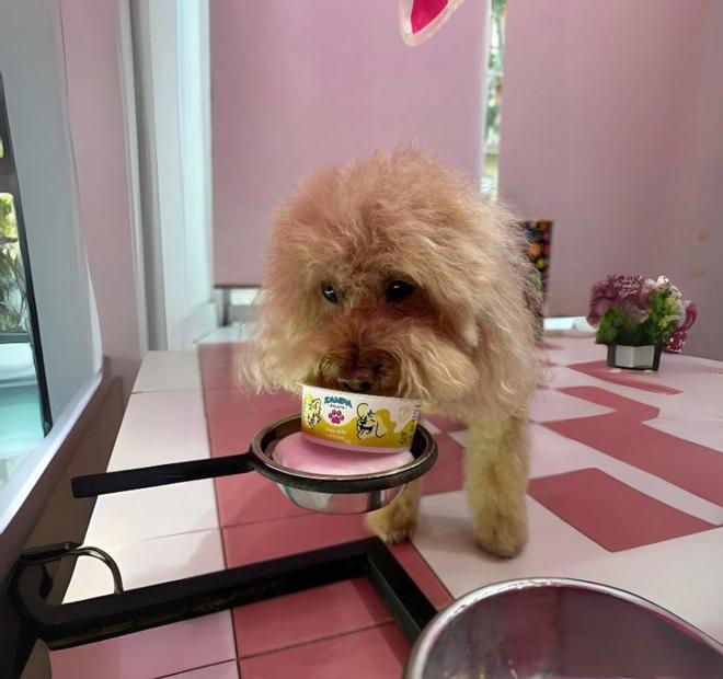 Un perro lame una tarrina de Zampa.