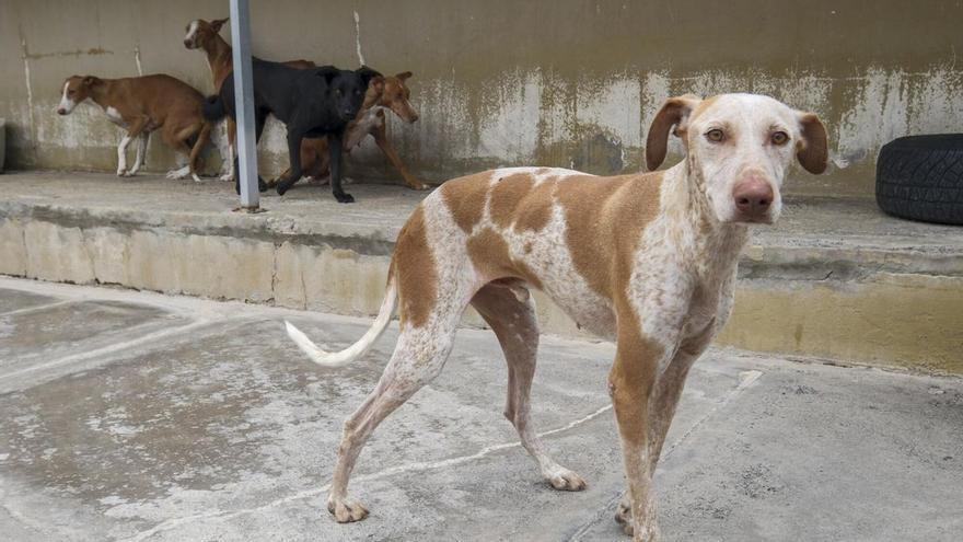Merlín, Polo y León buscan familia en el Albergue Insular de Animales del Cabildo de Gran Canaria