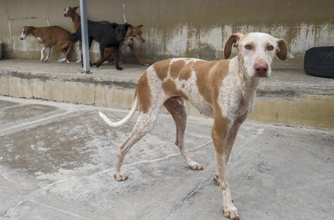 Merlín, Polo y León buscan familia en el Albergue Insular de Animales del Cabildo de Gran Canaria