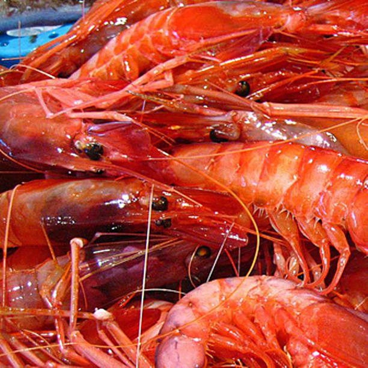 La gran familia de la gamba permanece unida