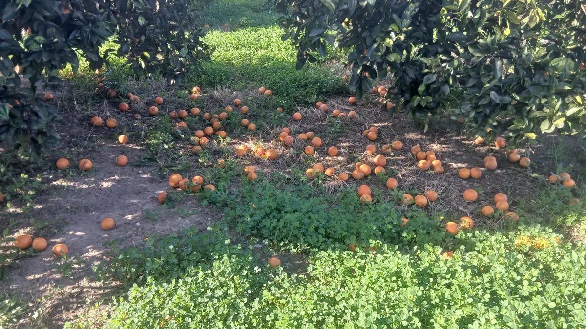 Naranjas en el suelo a causa de un temporal de granizo.