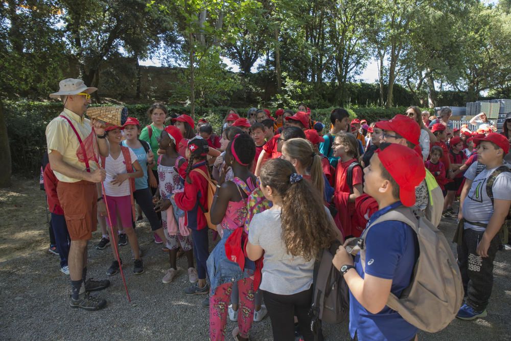 Anellament de pollets de cigonya