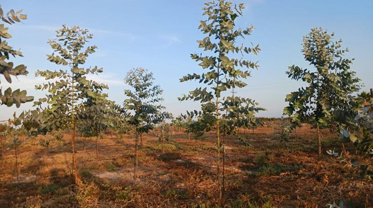 El bosque de eucaliptos ya crecidos en la parcela del laboratorio natural.