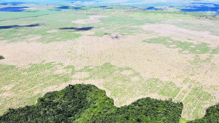 Superfície desforestada
al Brasil per a ramaderia
industrial. Felipe Werneck Ibama | PLANET LABS