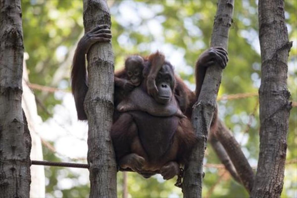 Diferents imatgesde la instal·lació dels orangutans al zoode Barcelona, ahir. Diferents imatgesde la instal·lació dels orangutans al zoode Barcelona, ahir.