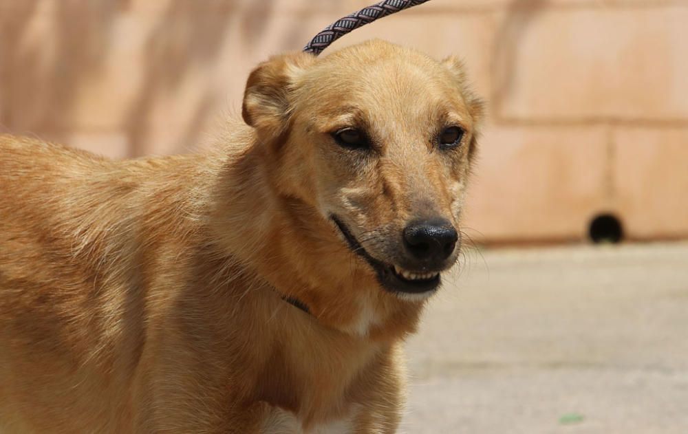 Visita a la Protectora de Animales y Plantas de Málaga