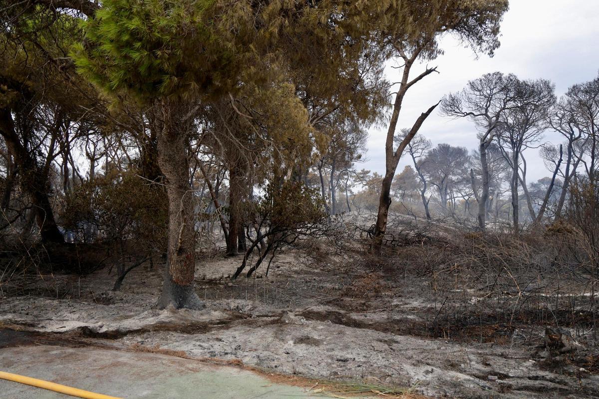 Las primeras imágenes del Saler tras el devastador incendio en la Devesa