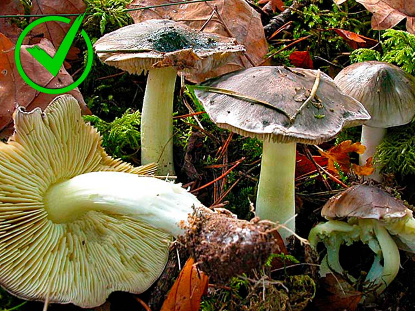 11-Tricholoma portentosum.jpg
