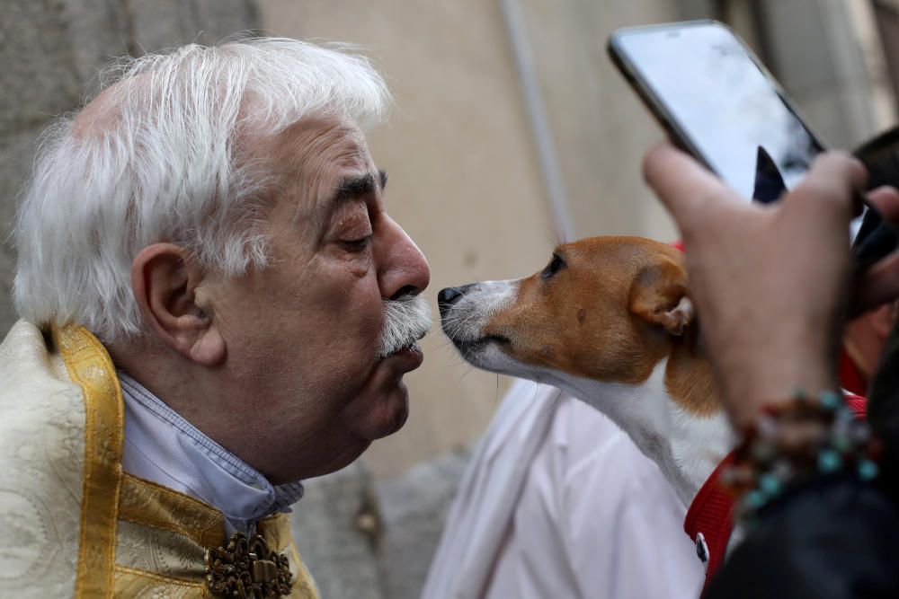 San Antón, el día de los animales