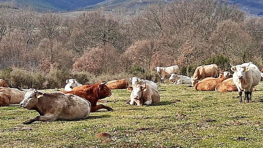 Vacas pastando, ayer, en las praderas de Pedralba de la Pradería. | A. S.