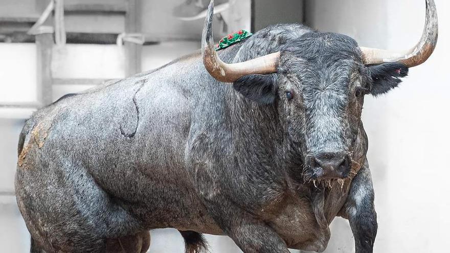 El toro que quería media España no deja indiferente a nadie en un abarrotado pueblo de Castellón