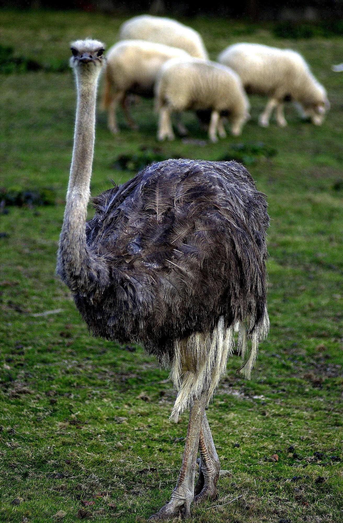 Ejemplares de estas “gallinas gigantes” en el Deza y en Ponteareas, paciendo con ovejas, en 2001 y 2003