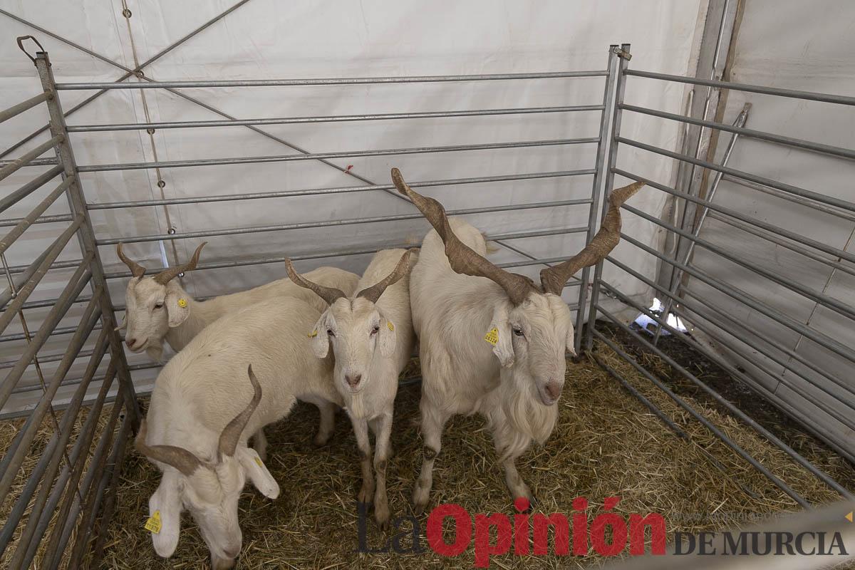 Así se ha vivido la IX Feria del Cordero Segureño celebraba en la pedanía caravaqueña de Archivel