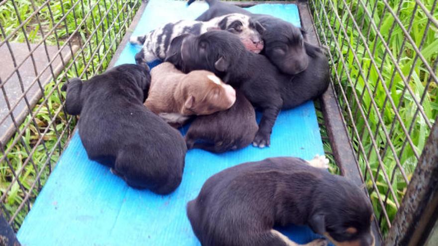 Lo 7 cachorros rescatados en un contenedor de Vigo. // FdV