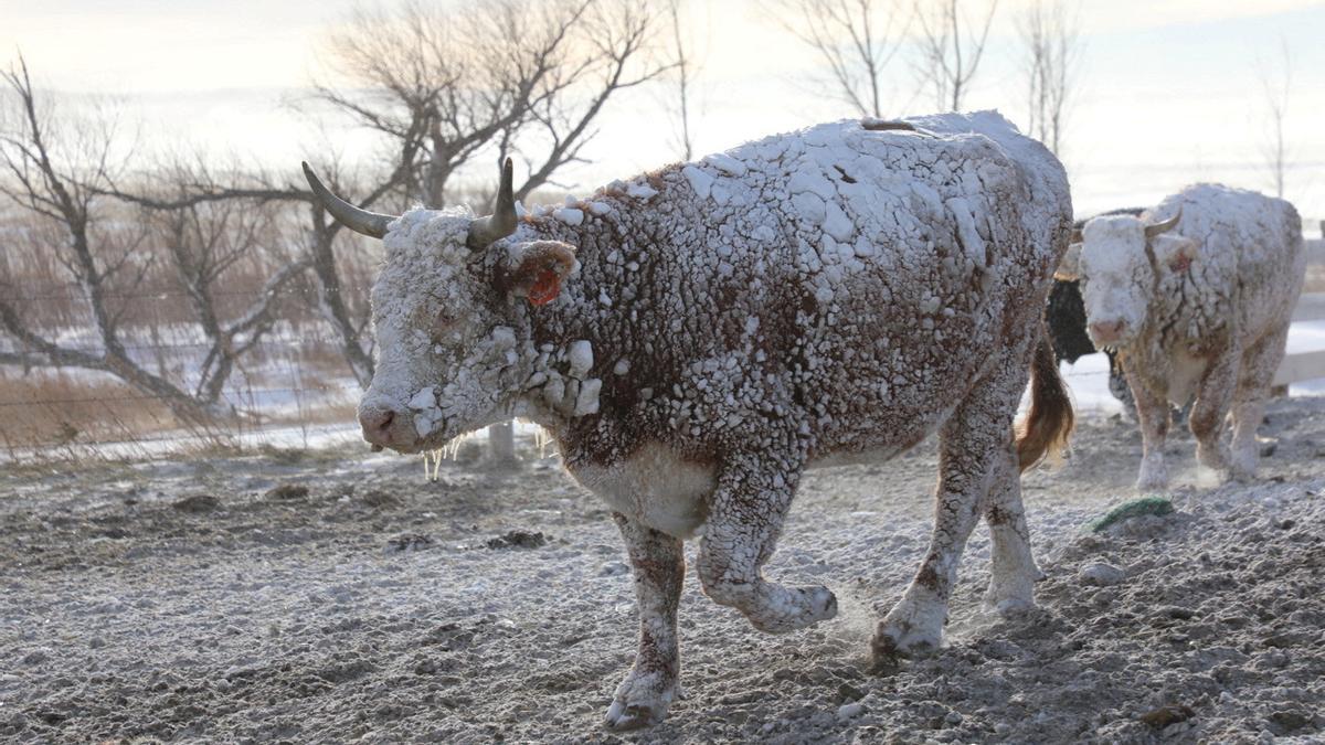 Una vaca cubierta de nieve en Sturgis, Dakota del Sur.