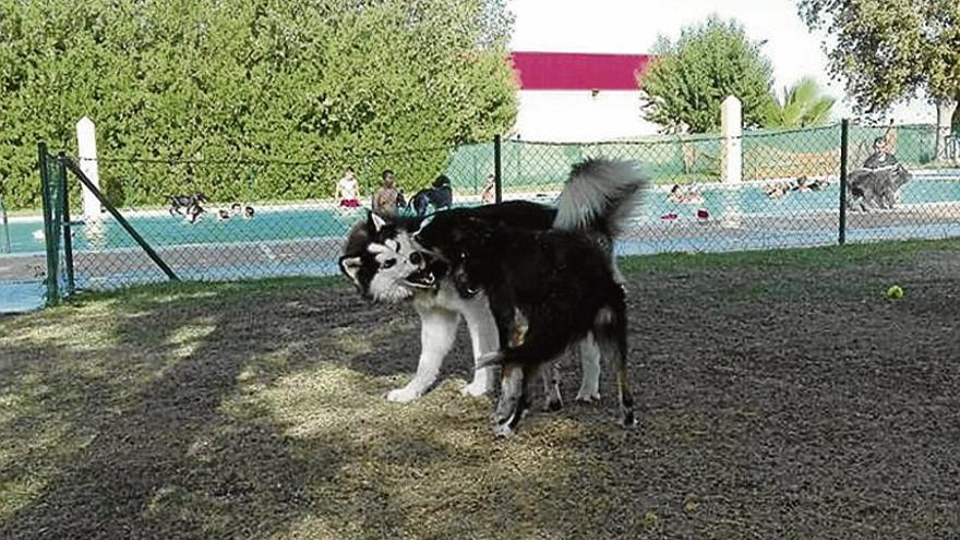 Fallece uno de los perros que participó en el evento solidario Patas al agua