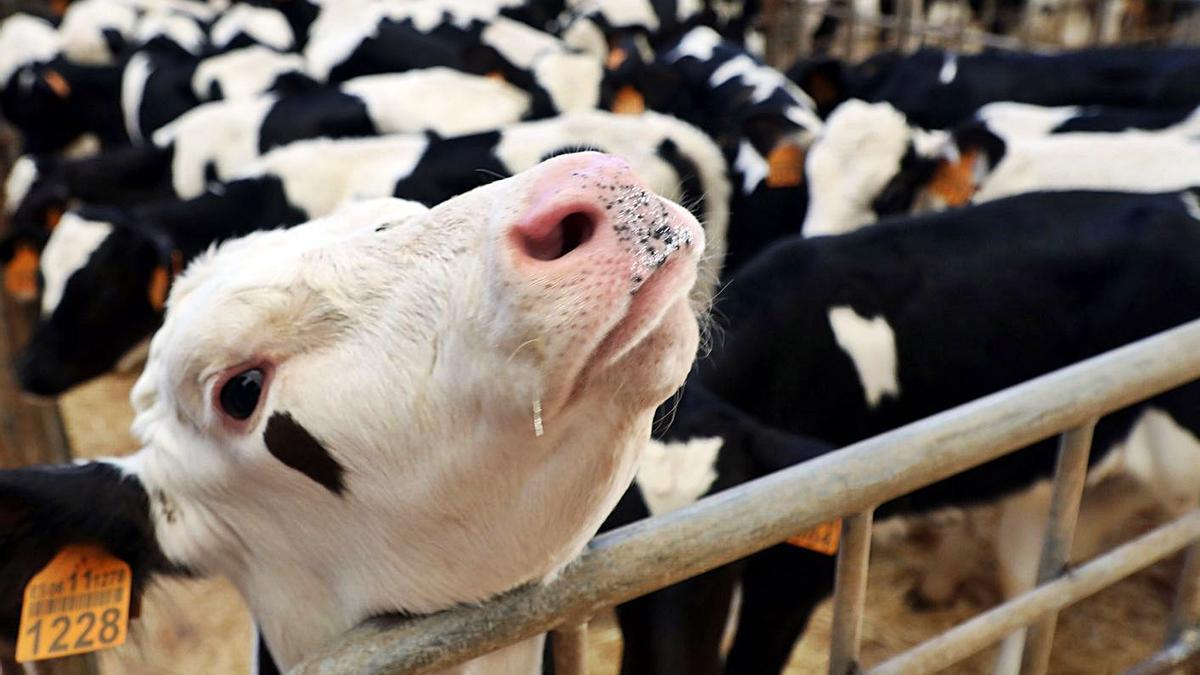 Una vaca en el mercado de ganado de Amio. |   // XOÁN ÁLVAREZ