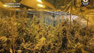 Detenido un hombre de 61 años por el cultivo de once kilos de marihuana en una pedanía de Caravaca