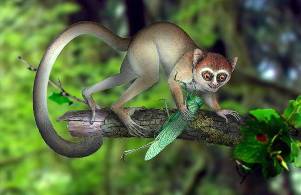 Reconstrucció artística del minúscul i primitiu primat. Reconstrucció artística del minúscul i primitiu primat.